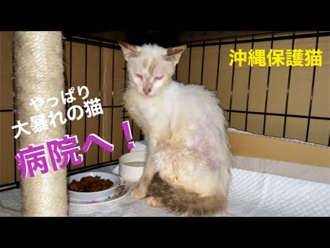 [沖縄保護猫]#3 ぼろぼろガリガリの猫さんまた大暴れ。病院へ行きました。