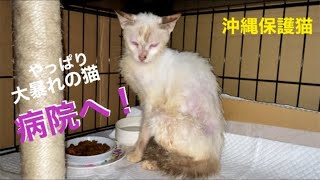 [沖縄保護猫]#3 ぼろぼろガリガリの猫さんまた大暴れ。病院へ行きました。