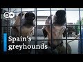 Galgos: Are Spain's greyhounds mistreated? | DW Stories の動画、YouTube動画。