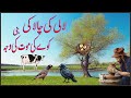 Saraiki qissay  saraiki lok qisa radio pakistan  saraiki qisa lali ki chalaki by  dr khalid iqbal