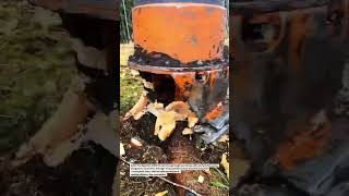 Power Stump Grinding Beast in Action #Forestry #AgriTech #HeavyEquipment