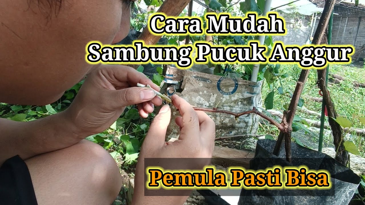 Cara Mudah Sambung Pucuk Anggur Atau Grafting || Pemula Pasti Berhasil