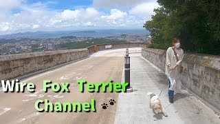 God's mountain and wire fox terrier by Wire Fox Terrier-CHANNEL 93 views 2 years ago 3 minutes, 18 seconds