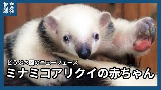 どうぶつ園のニューフェース　ミナミコアリクイの赤ちゃん