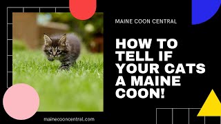 How To Tell If Your Cat Is A Maine Coon