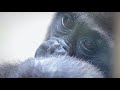 ゴリラの赤ちゃんキンタロウ(1才) 2020年【令和2年】夏の記憶(総集編)【京都市動物園、ニシゴリラの家族】