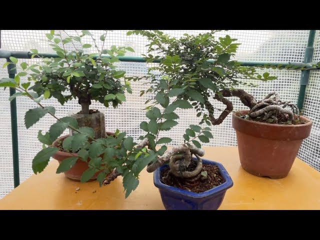盆栽】磯山椒の秋の剪定！Autumn pruning of Iso Sansho pepper - YouTube