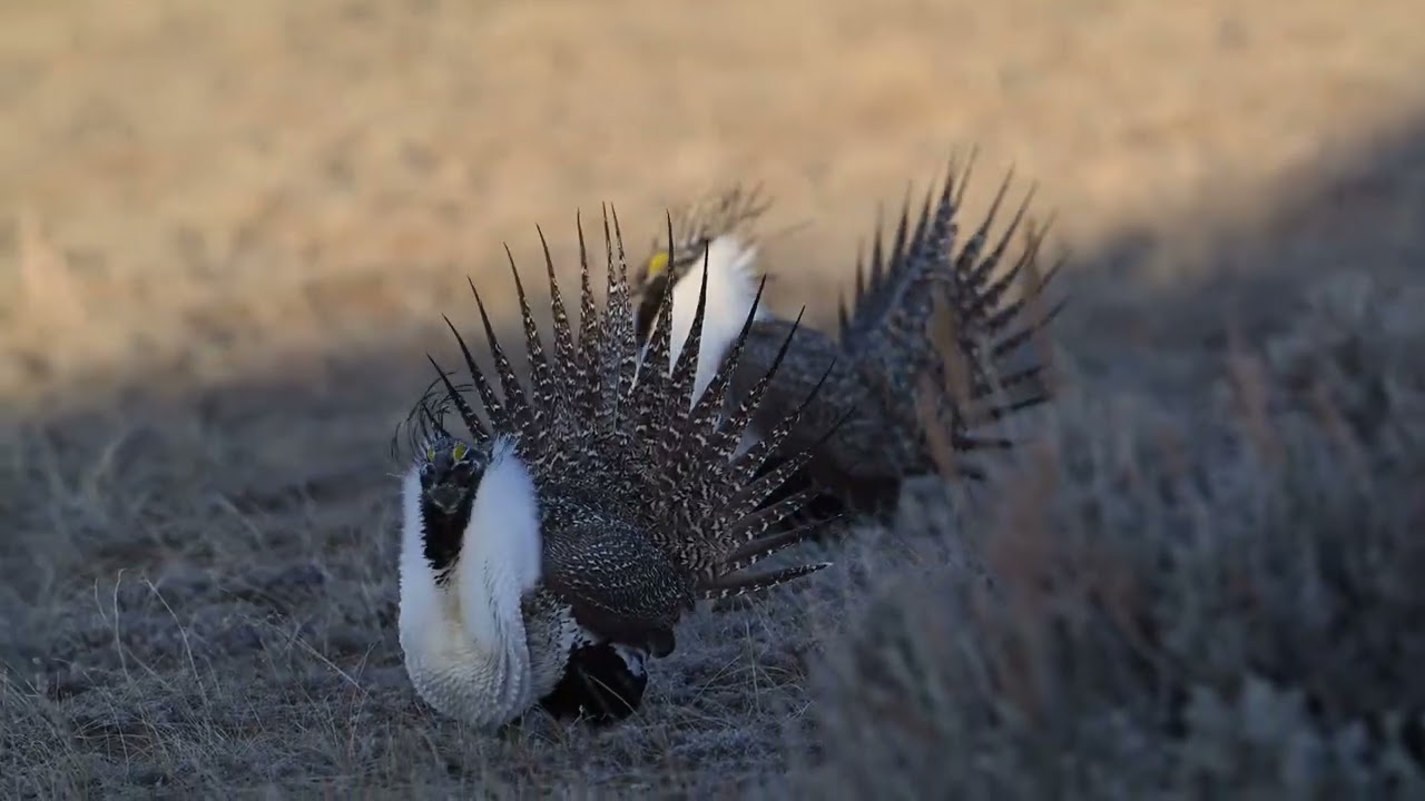 Sage Grouse Strut