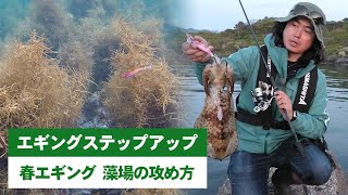 【春エギング - 藻場（海藻帯）の攻め方】 動画で学ぶ！エギングステップアップ講座