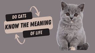 Do cats know the meaning of life ||  Do Our Feline Friends Contemplate the Meaning of Life || #cat by Pet Knowledge Zone 30 views 1 year ago 2 minutes, 36 seconds