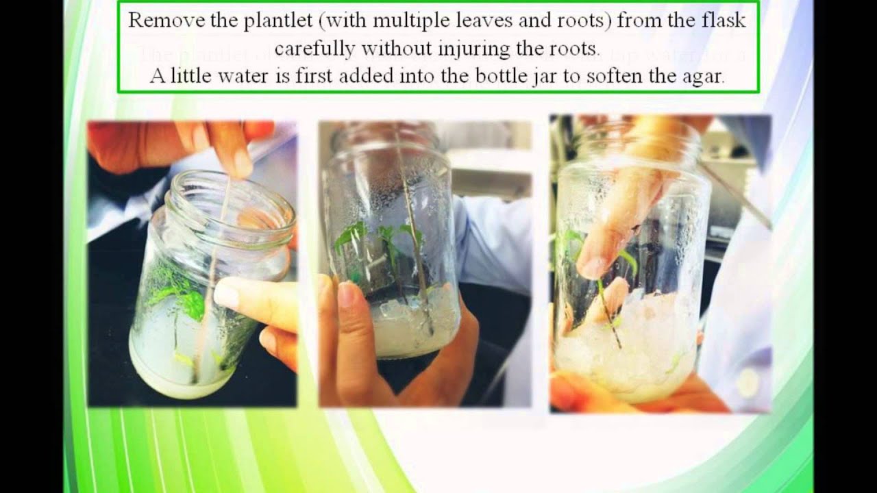 The Journey of Plant Cell in vitro YouTube