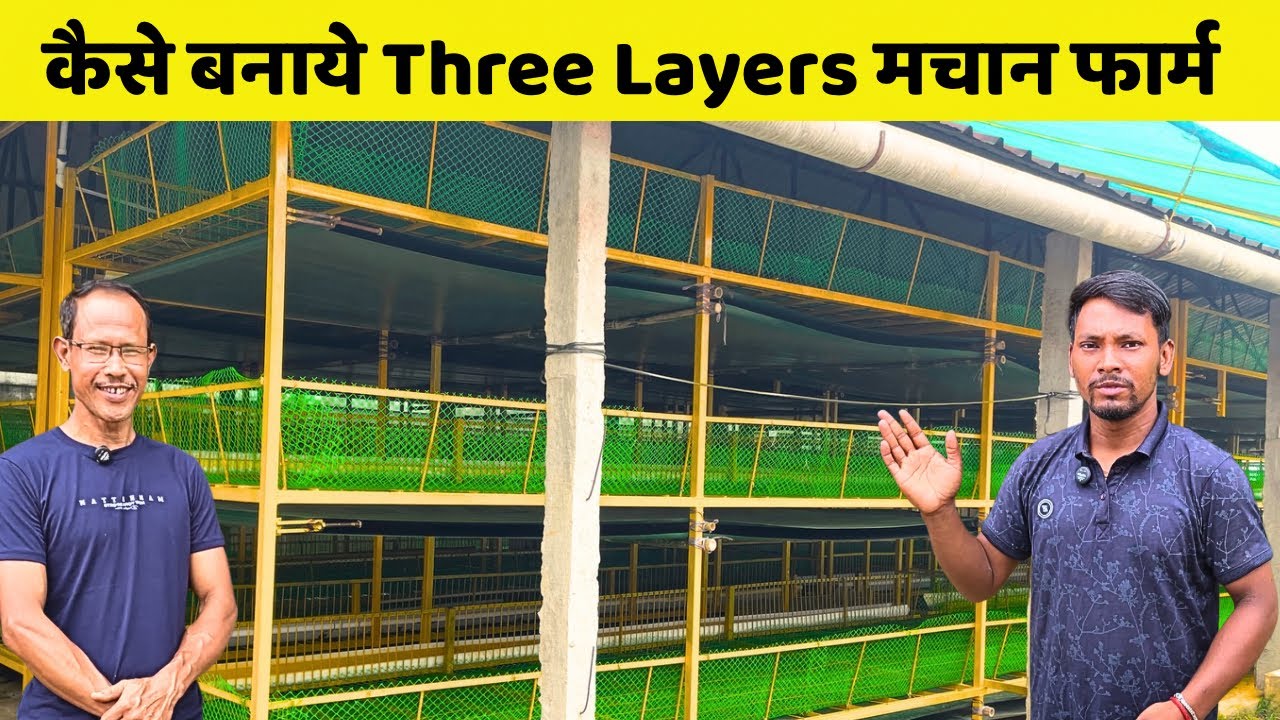Three Layers Broiler Cage Farm Full Set Up