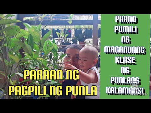 Video: Paano Makilala Ang Isang Cedar Mula Sa Isang Pine? Ano Ang Pagkakaiba Sa Pagitan Ng Mga Batang Punla? Pagkakaiba Sa Mga Karayom at Kahoy