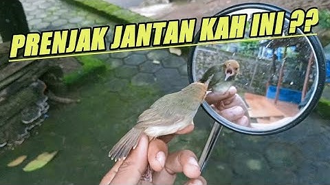 Pulang mikat‼️Lhoo,,kok ada prenjak bunyi,Langsung sikat😁