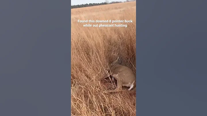 The things you find while pheasant hunting #shorts #pheasanthunting #pheasant #viral