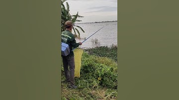 nhấp ếch quá hay không cần lưỡi câu