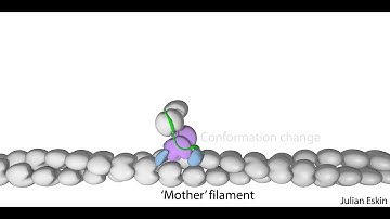 Actin nucleation by the Arp2/3 complex