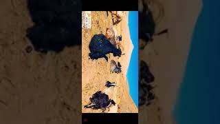 Süper Dengbej Dinlemeyen Pi̇şman Olur Best Of Turan Eğlenen