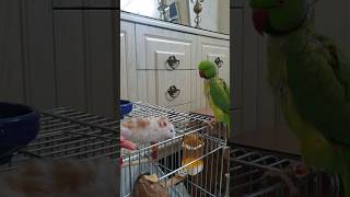 Funny Reaction Of A Parrot To The Hamster