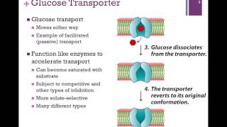 063-Glucose Transporter & Co-transporters