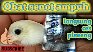 Mengobati burung senot yang sangat ampuh pakai super tetra | NGEKEK fuq