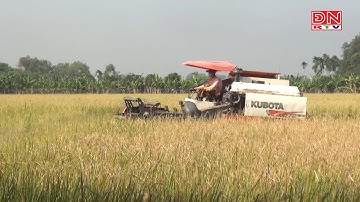 Đồng Nai: Nông dân phấn khởi vì lúa trúng mùa, được giá