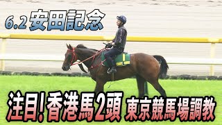 【安田記念】香港馬ロマンチックウォリアーヴォイッジバブル調教東京競馬場