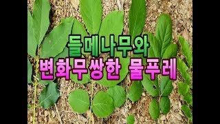 약초산행과 공부!!고급 산나물인 들메나무와 변화무쌍한 물푸레나무 잎의 모습들.