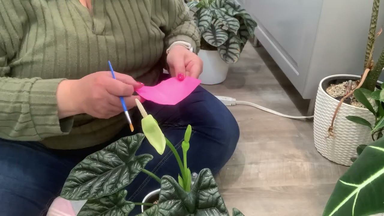 Alocasia Pollination - Part 1