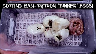 Cutting My Ball Python 'Dinker' Eggs! by Chris Hardwick 3,929 views 1 year ago 14 minutes, 7 seconds