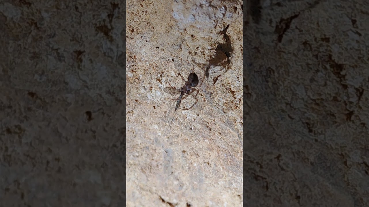 Metellina merianae  eat Limonia nubeculosa 