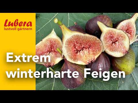 Die härtesten der winterharten Feigen: Diese 7 Sorten haben den letzten Winter überlebt