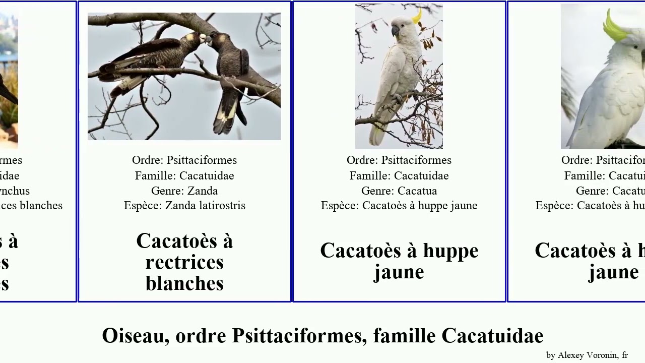 Oiseau, ordre Psittaciformes, famille Cacatuidae cacatoès birds rouge