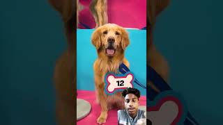 “Golden Dog #Ko Pehchano 😱 $1000 #Dollar Challenge”