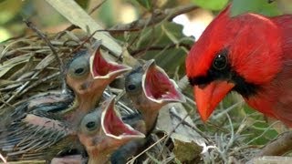 Northern Cardinals feeding baby birds FYV