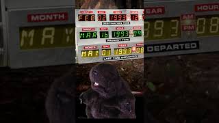Punxsutawney Phil Interview