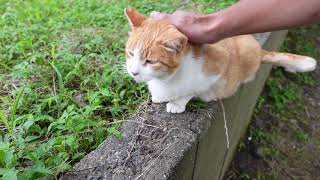 塀の上によく喋る猫がいたのでナデナデしてきた