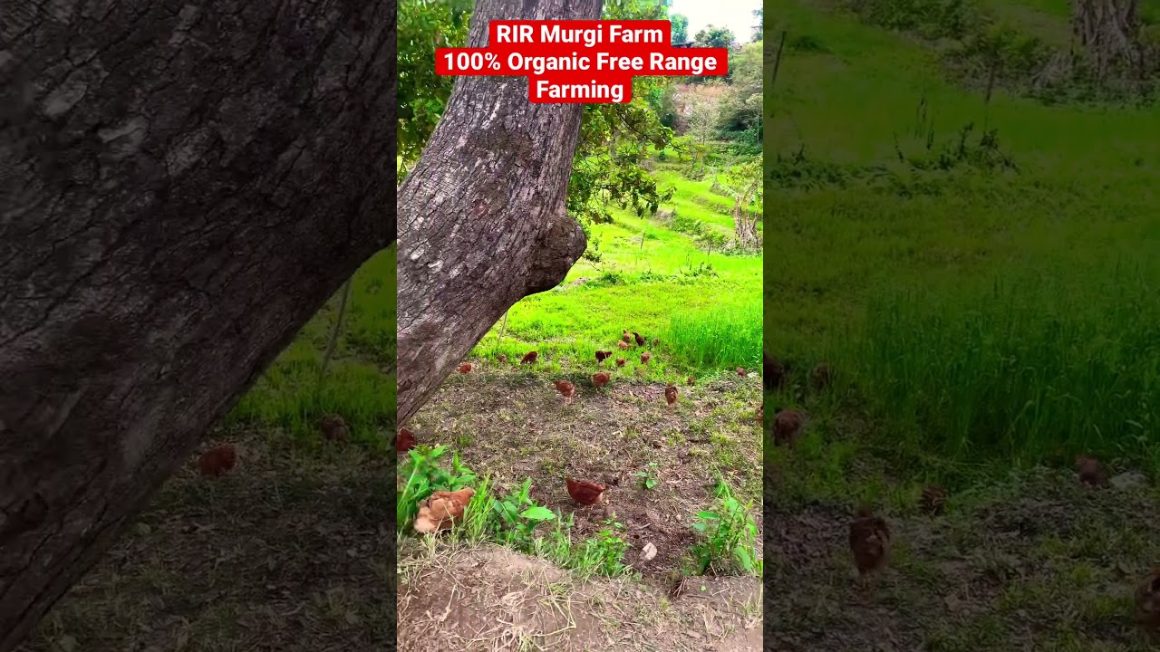 RIR Enjoying in Free Range || 100% Organic Poultry Farming 