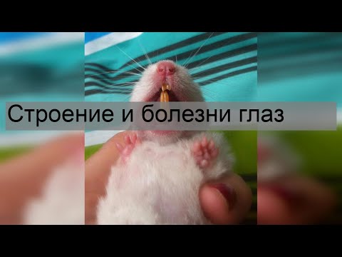 Строение и болезни глаз