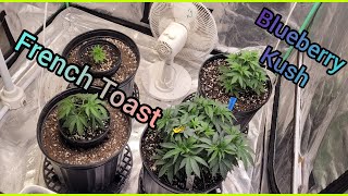 French Toast & Blueberry Kush - The Friendly Grower