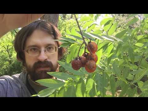 Video: Soapberry Tree Info - Peyzaj için Soapberry Ağaçlarının Farklı Türleri