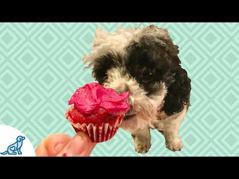 dog-cupcakes-recipe