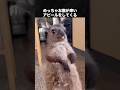 構って欲しすぎて痒いアピールをしてくるワラビー #ワラビー #動物