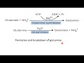 Transport of Ammonia || Glucose Alanine Cycle || NEET PG Biochemistry || Dr Amit Maheshwari