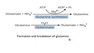 Transport of Ammonia || Glucose Alanine Cycle || NEET PG Biochemistry || Dr Amit Maheshwari