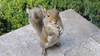 Cutie the squirrel has the most adorable way of eating