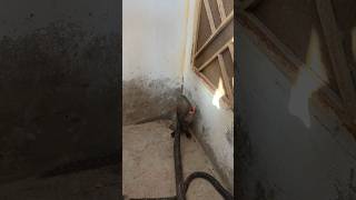 Download Lagu Mongoose Vs Nag MP3