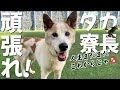 さかがみ家老犬 老猫ホームテラパの寮長 今年で推定13歳 タカ の人生逆転物語 さかがみ家老犬 老猫ホームテラパの寮長 今年で推定13歳 タカ の人生逆転物語