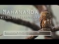 Birding in Mahananda Wildlife division | Rongtong-Mahanadi