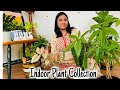 My Indoor Plant Tour and plant care tips